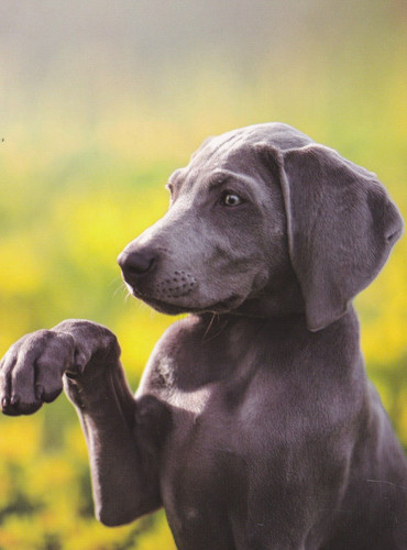 Cartolina unigraf weimaraner - cartolina,