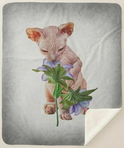 Sphynx senza pelo gattino