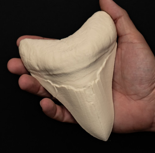 Megalodon tooth replica - tooth, fossil