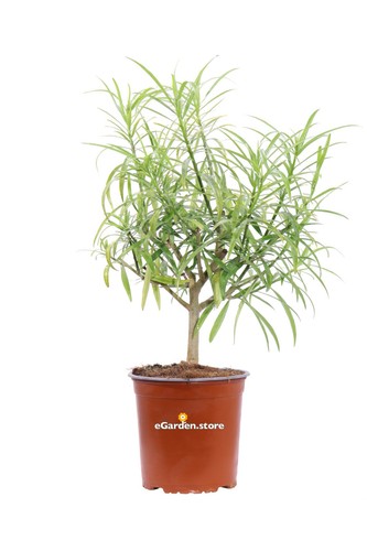 Pianta thevetia peruviana - pianta,