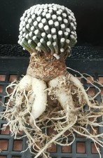 2,5 cm 1 pezzo cactus radice