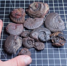 12pcs 26-64mm Goniatite