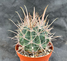 FEROCACTUS SANTAMARIA IL