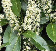 PRUNUS LAUROCERASUS CAUCASICA