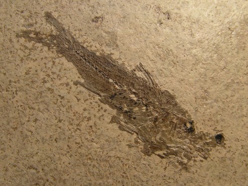 Pesce fossile smerdis minutus - smerdis,
