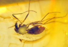 Ambra del Mar Baltico con RARA INCLUSIONE FOSSILE - INSETTO PREISTORICO ESTINTO