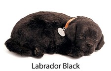 Labrador Black - Il cucciolo che respira - PERFECT PETZZZ