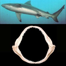 Mascella Squalo Ramato