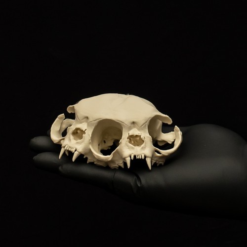 Two headed cat - cat, skull