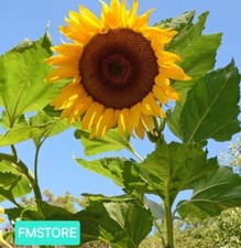 GIRASOLE GIGANTE - SUNFLOWER -