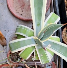 BIG!! Agave potatorum