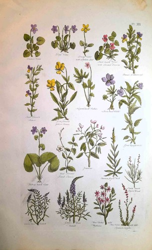 Stampa antica botanica erbario - stampa,