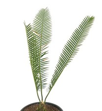 Dioon angustifolium 9x7cm