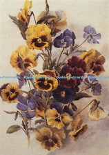 D062377 Pansies. Private Collection. Richard Sebright. The Medici Society