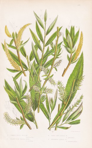 Salix alba salice - alba,