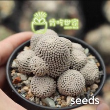 Semi di etisi di mammillaria