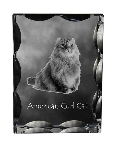 Gatto riccio americano cornice