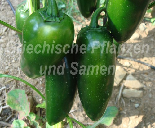 Peperoncino early - peperoncino,