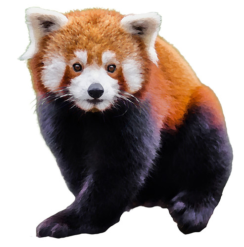 Adesivi auto sticker panda - 9,
