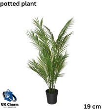 Nuova pianta di palma