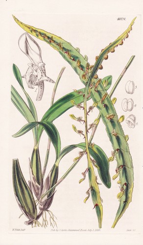 Megaclinium maximum sierra - megaclinium,