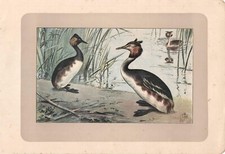 ANATRA SVASSO MAGGIORE e