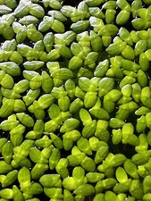 lemna minor - Pianta