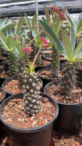 Pianta succulenta cactus - pianta, di