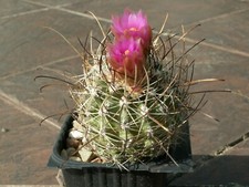 Sclerocactus wetlandicus SB