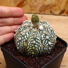 Astrophytum superkabuto Vaso 8