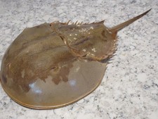 ATLANTIC FERRO DI CAVALLO