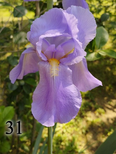 Rizomi iris germanica - rizomi,