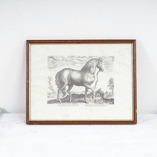 Stampa antica cavallo - stampa,