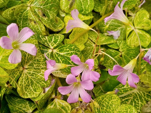 Bulbi oxalis corymbosa - 5,