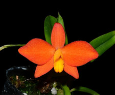 Sofronite coccinea var