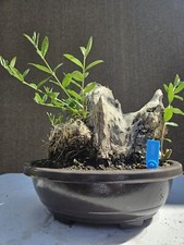 Old European Olive Bonsai