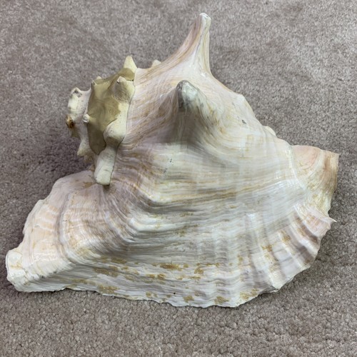 Grande conchiglia tropicale