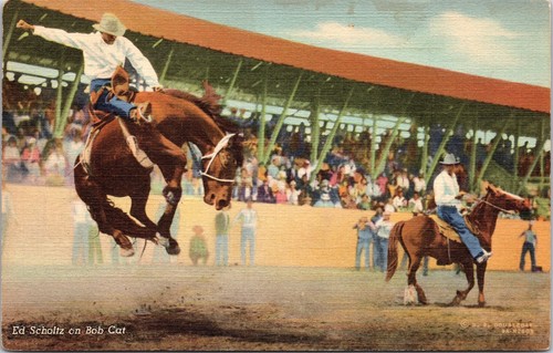 Cartolina american rodeo horse - cartolina,