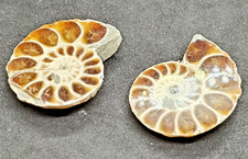 Ammonite fossile tagliata a