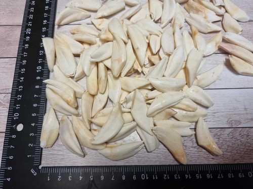 Top denti cinghiale - top, di