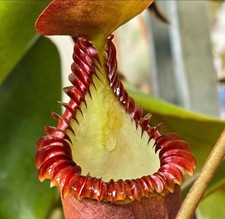 Nepenthes EDWARDSIANA - Rare Plant