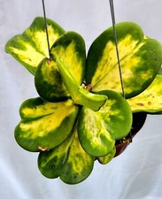 Hoya kerrii centro spot