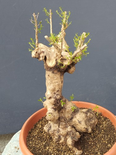 Bonsai olivastro 40x30 in - olivastro,