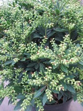 Pieris japonica debutante - japonica,