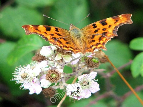Photo 6x4 comma - photo,