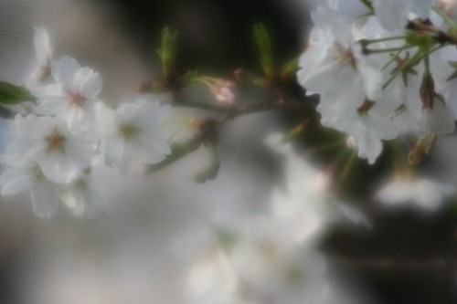 15782ef canon 135mm - canon, f2.8