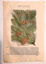 Stampa antica MATTIOLI