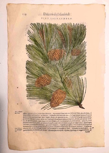 Stampa antica mattioli - stampa,