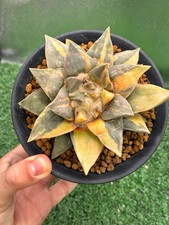 ARIOCARPUS RETUSUS VARIEGATED