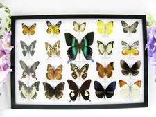 20 Farfalle splendidamente